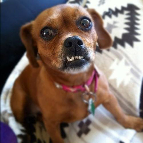 funny pics pictures pic picture image photo images photos lol humor