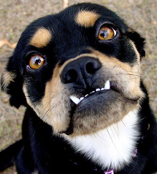 funny pics pictures pic picture image photo images photos lol humor