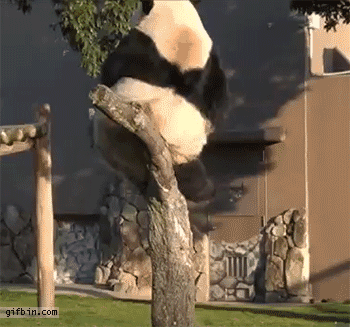 funny-pictures-fat-panda-breaking-tree-animated-gif.gif