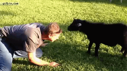 funny-pictures-goat-fighting-man-animated-gif.gif