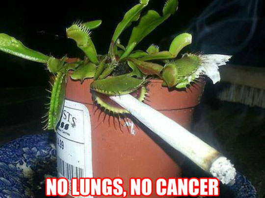funny-pictures-venus-fly-trap-smoking.jpg
