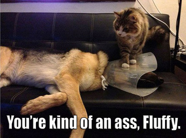 funny-pictures-cat-sitting-dogs-cone.jpg