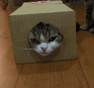 [Image: funny-pictures-grumpy-cat-box-face-animated-gif.gif]