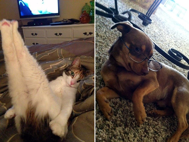 funny pics pictures pic picture image photo images photos lol humor