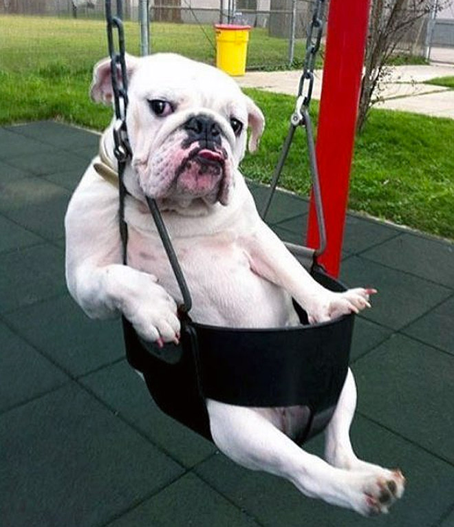 funny pics pictures pic picture image photo images photos lol humor