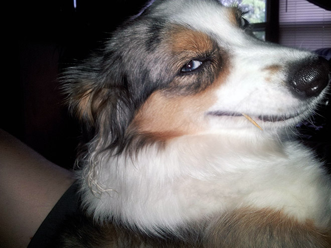 funny pics pictures pic picture image photo images photos lol humor