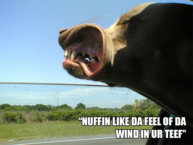 funny pics pictures pic picture image photo images photos lol humor