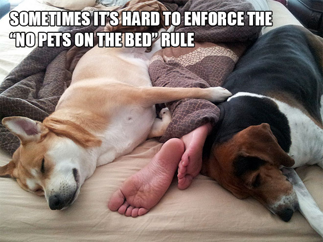funny pics pictures pic picture image photo images photos lol humor