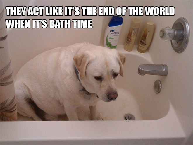 funny pics pictures pic picture image photo images photos lol humor