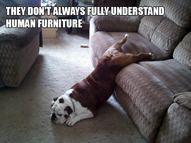 funny pics pictures pic picture image photo images photos lol humor