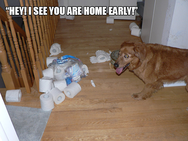 funny pics pictures pic picture image photo images photos lol humor