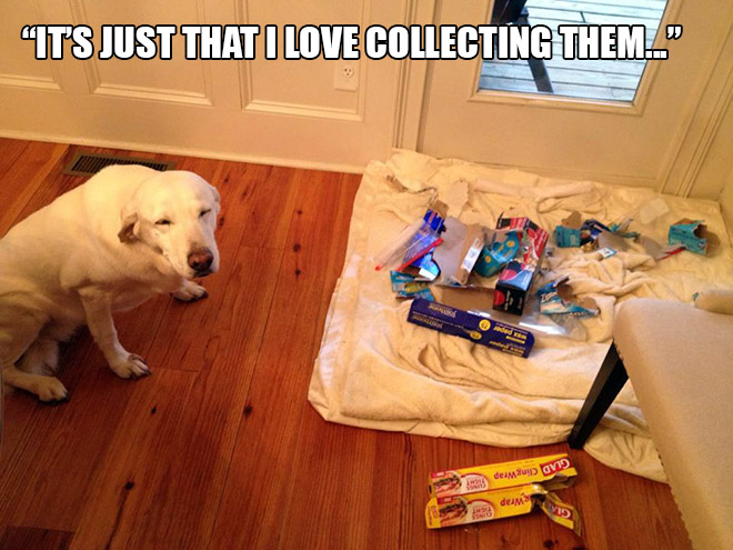 funny pics pictures pic picture image photo images photos lol humor