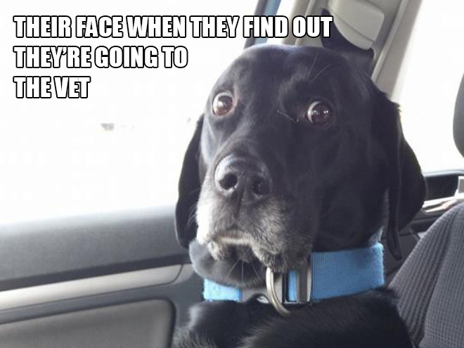 funny pics pictures pic picture image photo images photos lol humor