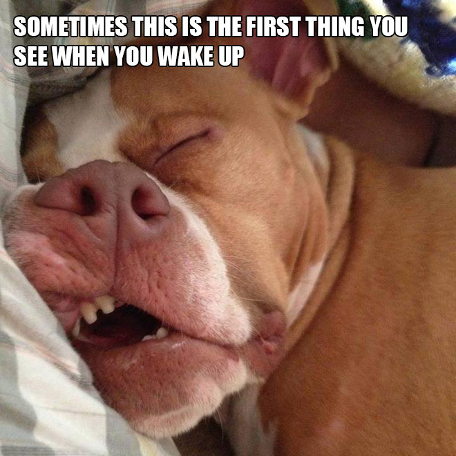 funny pics pictures pic picture image photo images photos lol humor
