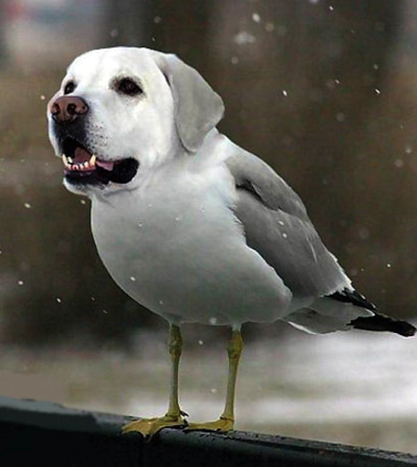 funny pics pictures pic picture image photo images photos lol humor