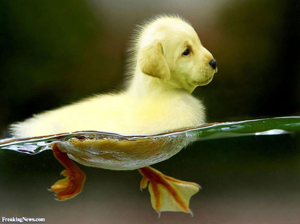 funny pics pictures pic picture image photo images photos lol humor