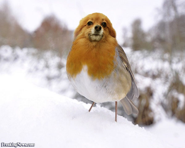 funny pics pictures pic picture image photo images photos lol humor