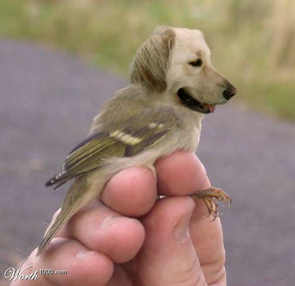 funny pics pictures pic picture image photo images photos lol humor