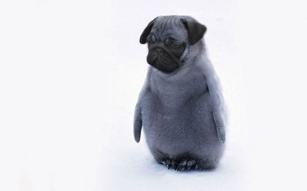 funny pics pictures pic picture image photo images photos lol humor