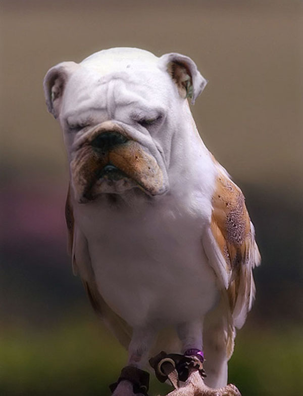 funny pics pictures pic picture image photo images photos lol humor