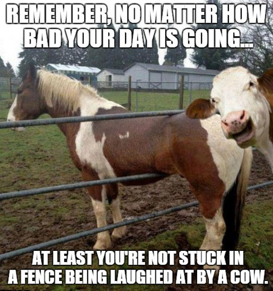 funny-pictures-horse-stuck-fence-cow-lau
