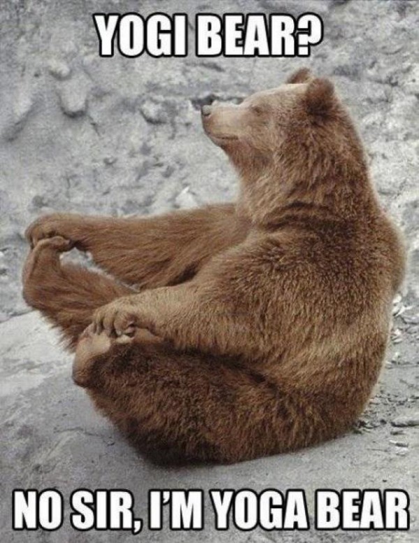 funny-animal-joke-yoga-bear-pictures-captions-pics-600x777.jpg