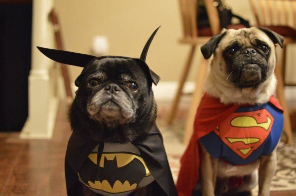 funny-halloween-pictures-dogs-superman-b