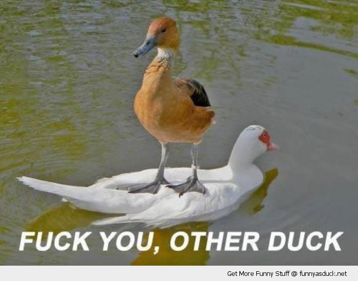 Fuck You Other Duck