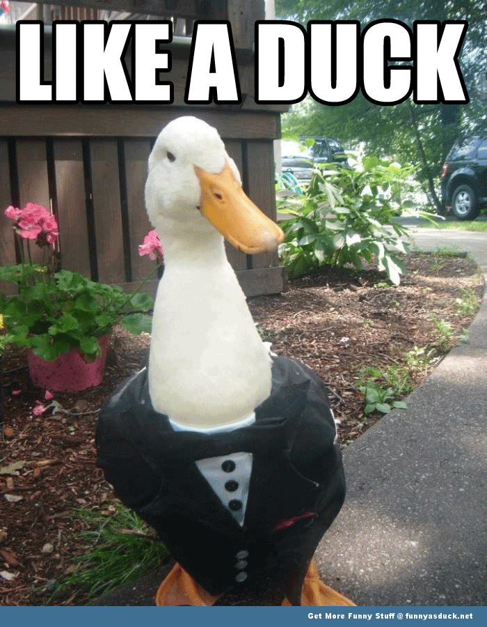 Like A Duck