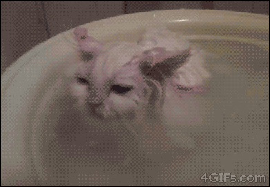 A Cat That Loves Baths!