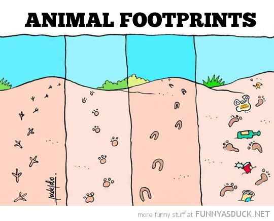 Animal Footprints