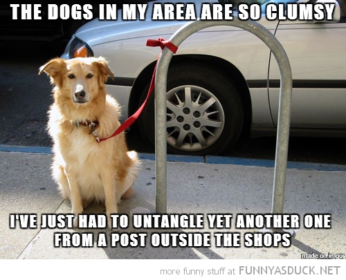 Clumsy Dogs