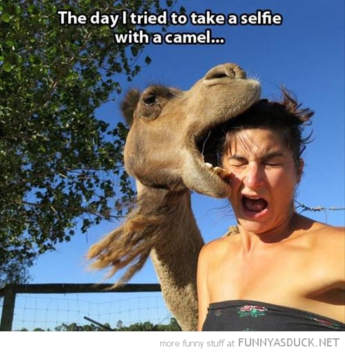 Camel Selfie