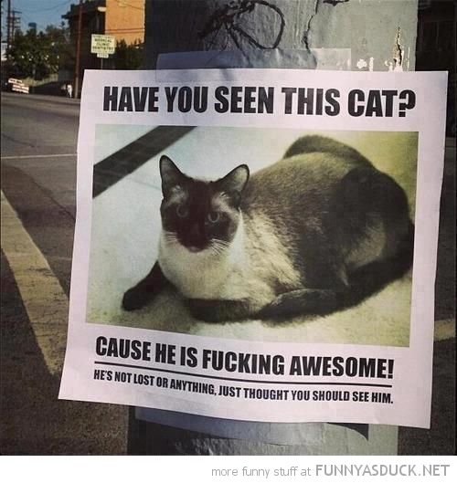 Have You Seen This Cat?