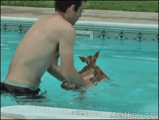 NO! I Must Swim