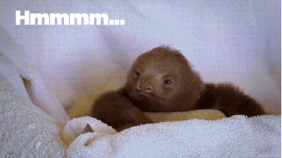 Fascinating Sloth
