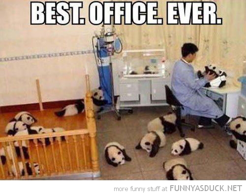Best Office Ever