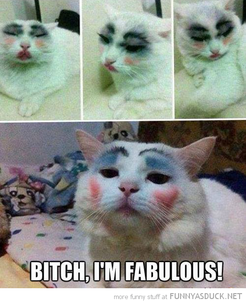 Fabulous Cat