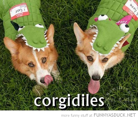Corgidiles