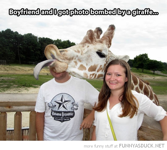 Giraffe Photobomb