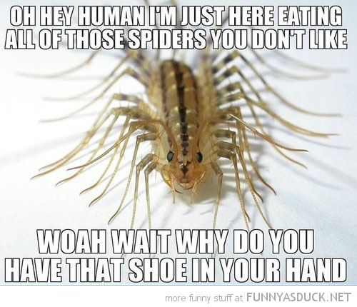 Misunderstood Insect