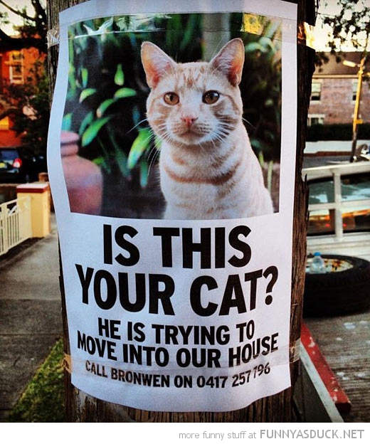 Is This Your Cat?
