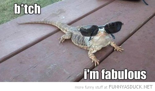 Fabulous Lizard