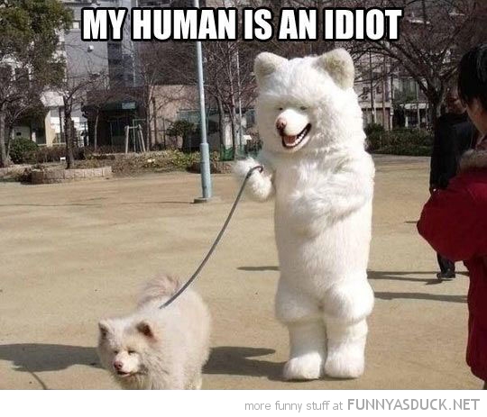 My Human Is An Idiot