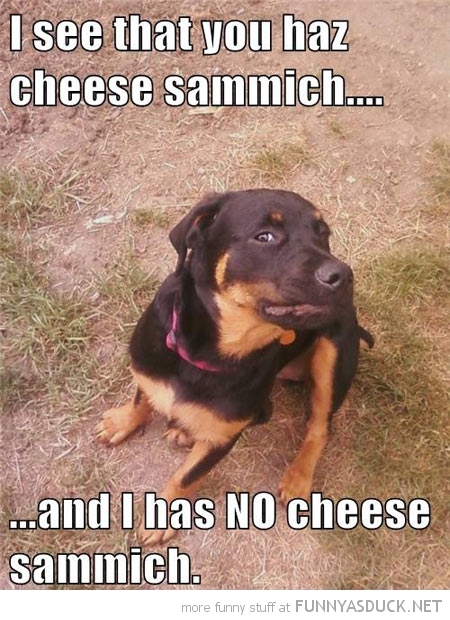 Cheese Sammich