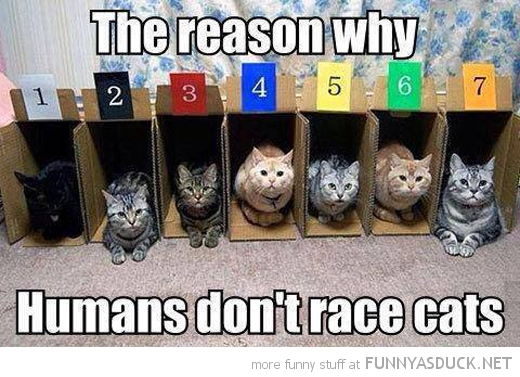 Racing Cats