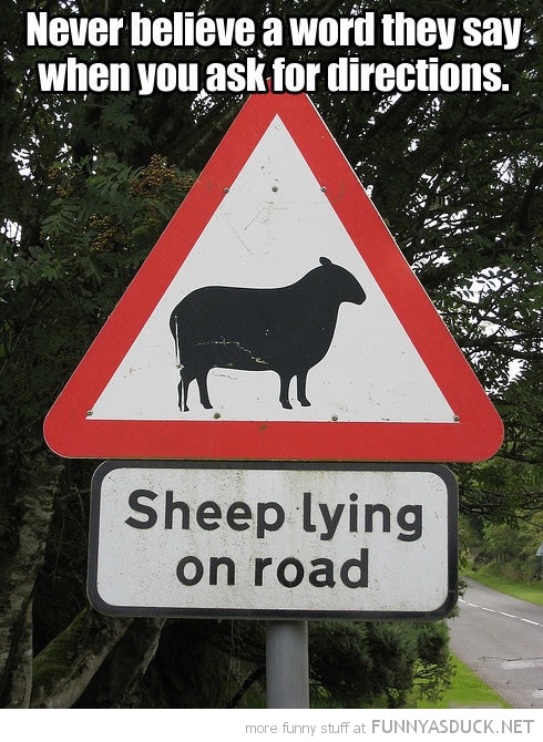 Lying Sheep