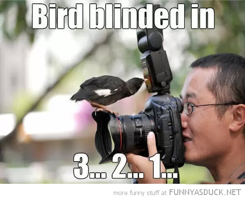 Bird Blinded