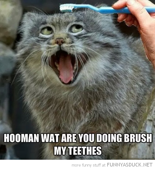 Brush My Teeth