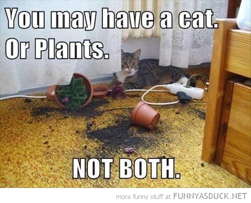 Cat Or Plants?